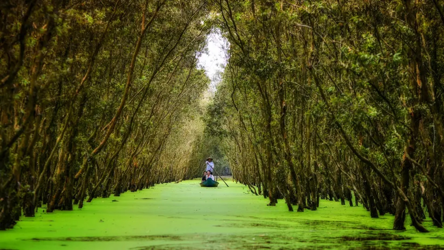 Day 10 Explore Tra Su Cajuput Forest And Discover Its Rich Ecosystem