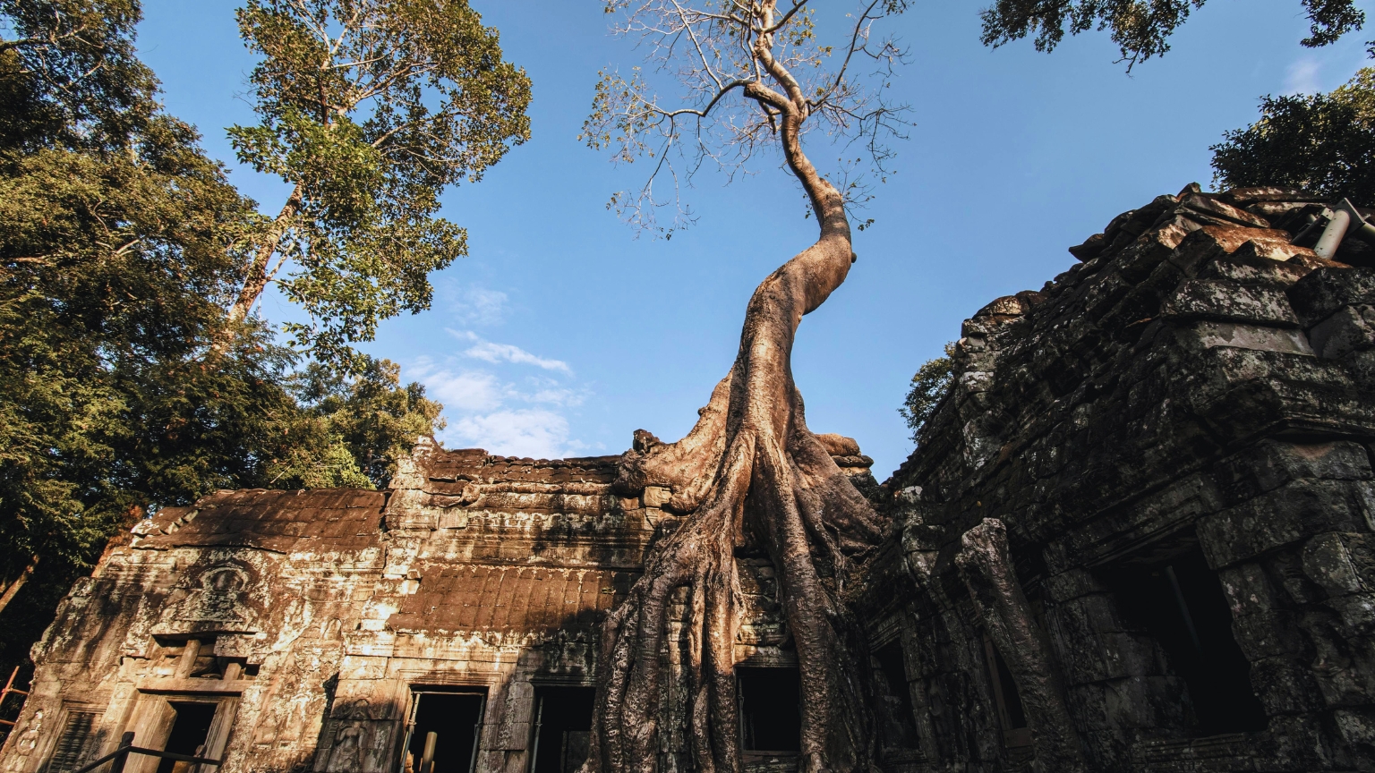 Day 13 Visit Ta Prohm, Where Ancient Ruins Intertwine With Giant Tree Roots