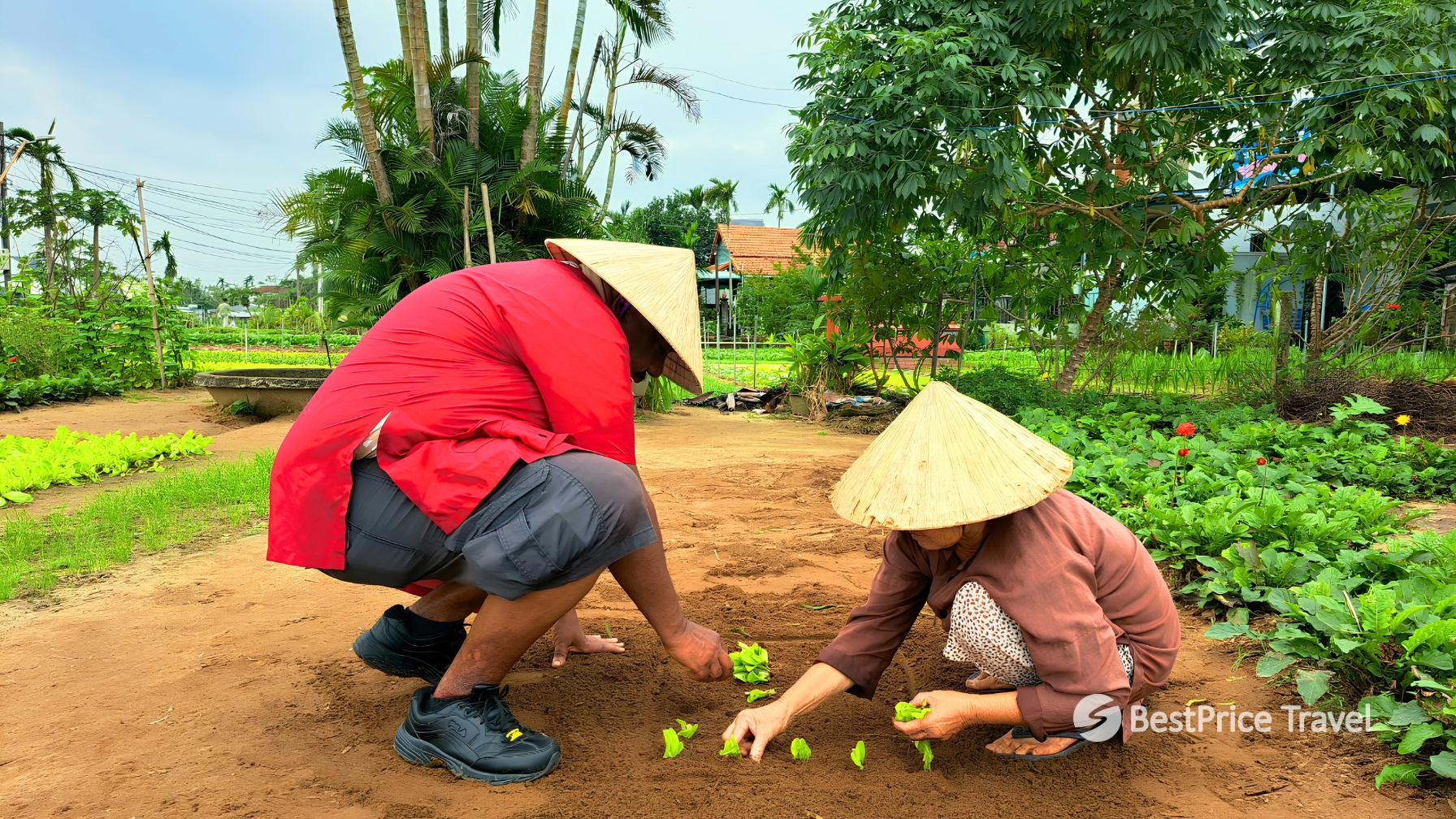 Day 11 Learn To Grow And Harvest Fresh Vegetables Alongside Local Farmers