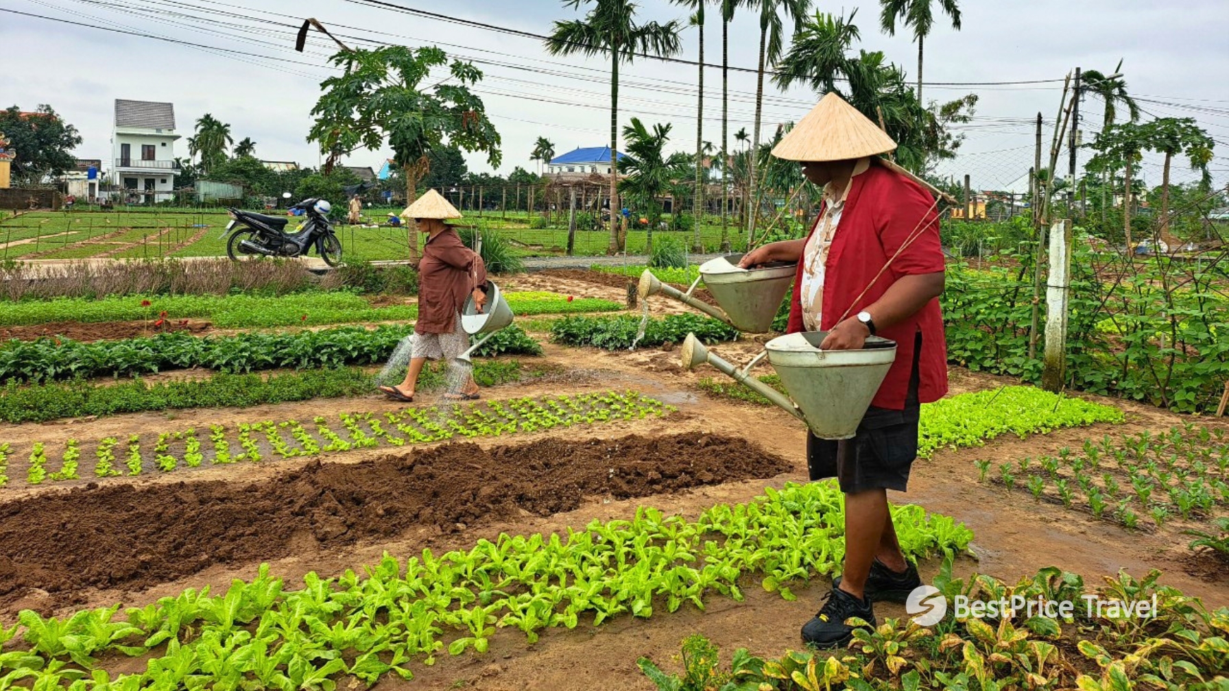 Day 11 Get Hands On With Traditional Farming In Tra Que Vegetable Village
