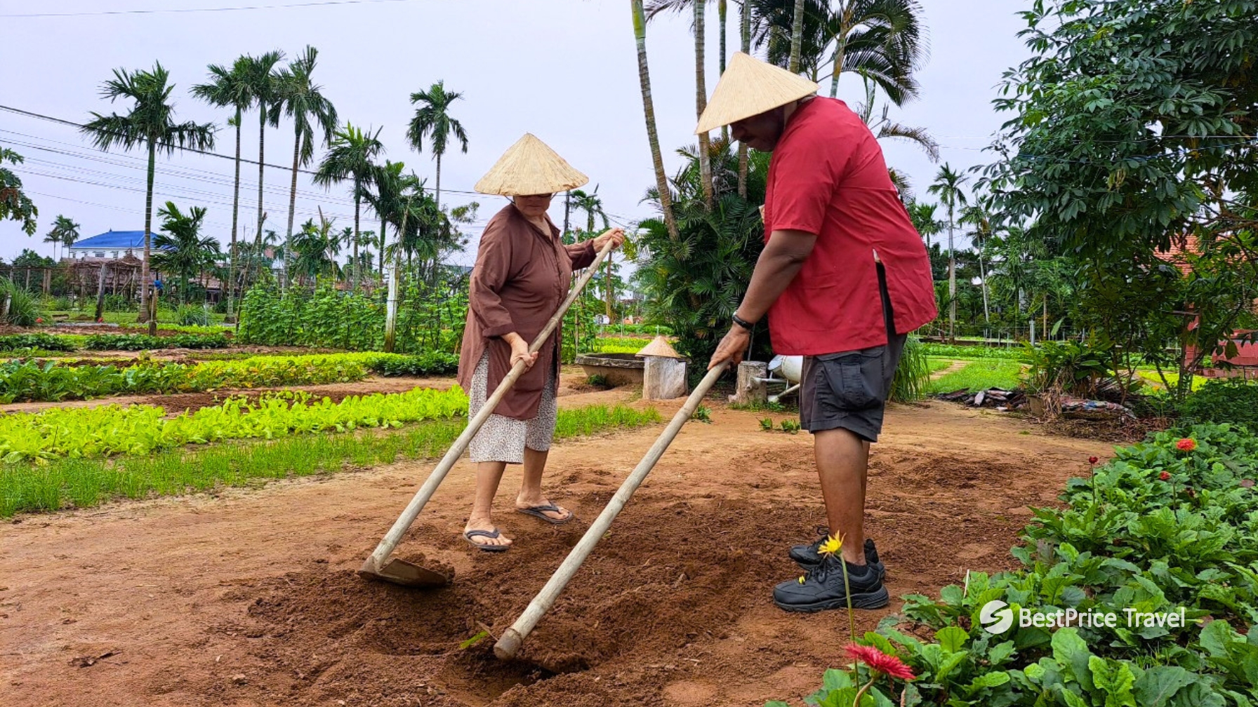 Day 4 Learn To Grow And Harvest Fresh Vegetables Alongside Local Farmers